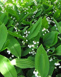 Convallaria majalis-26